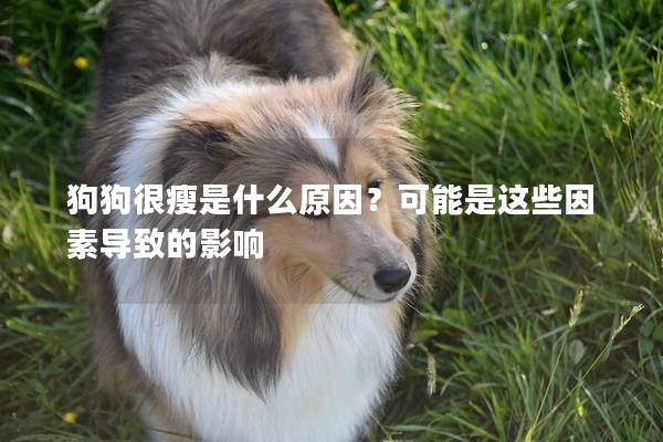 狗狗很瘦是什么原因？可能是这些因素导致的影响