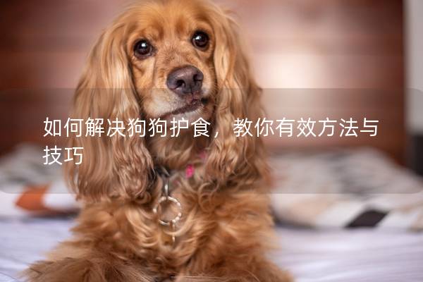 如何解决狗狗护食，教你有效方法与技巧