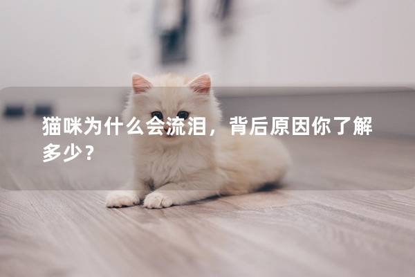 猫咪为什么会流泪，背后原因你了解多少？