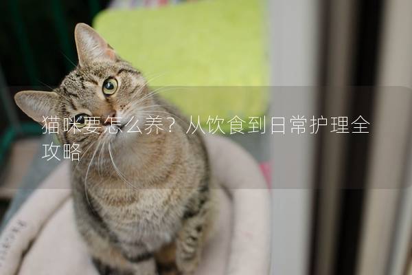 猫咪要怎么养？从饮食到日常护理全攻略
