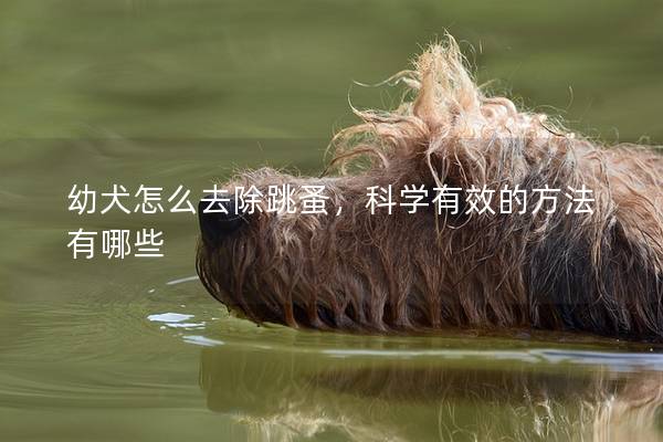 幼犬怎么去除跳蚤，科学有效的方法有哪些