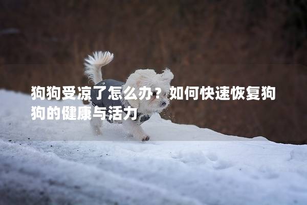 狗狗受凉了怎么办？如何快速恢复狗狗的健康与活力