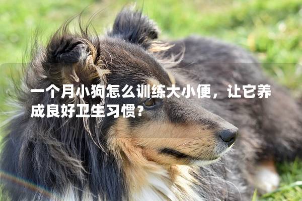 一个月小狗怎么训练大小便，让它养成良好卫生习惯？
