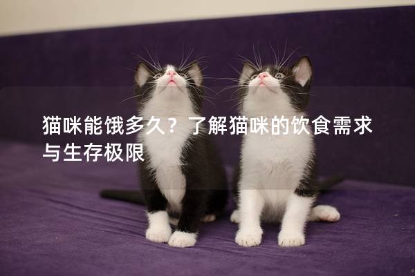 猫咪能饿多久？了解猫咪的饮食需求与生存极限