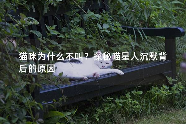 猫咪为什么不叫？探秘喵星人沉默背后的原因