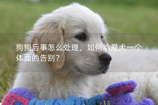 狗狗后事怎么处理，如何给爱犬一个体面的告别？