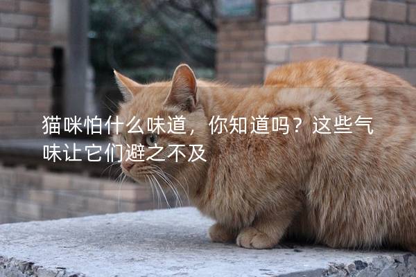 猫咪怕什么味道，你知道吗？这些气味让它们避之不及