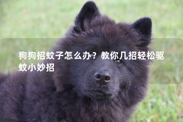 狗狗招蚊子怎么办？教你几招轻松驱蚊小妙招