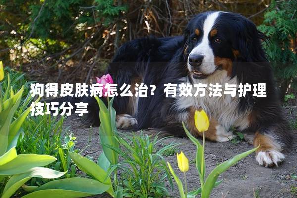 狗得皮肤病怎么治？有效方法与护理技巧分享