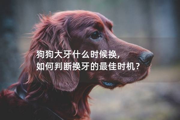 狗狗大牙什么时候换, 如何判断换牙的最佳时机？