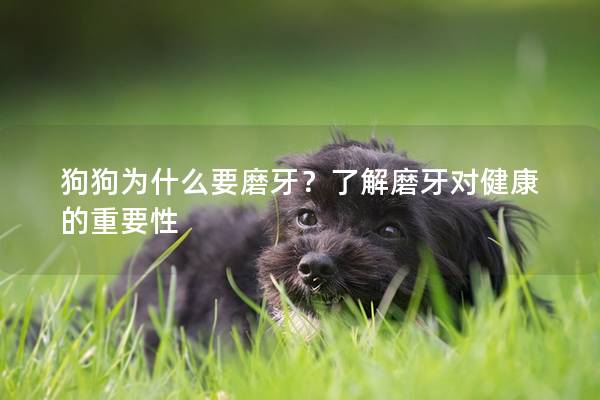 狗狗为什么要磨牙？了解磨牙对健康的重要性