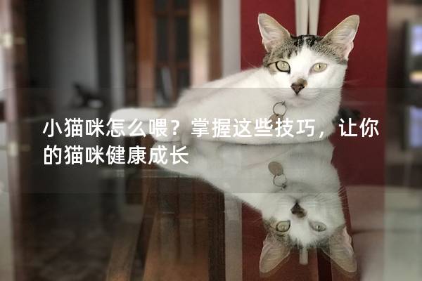 小猫咪怎么喂？掌握这些技巧，让你的猫咪健康成长