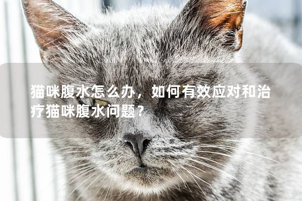 猫咪腹水怎么办，如何有效应对和治疗猫咪腹水问题？