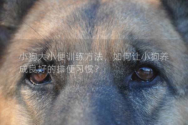 小狗大小便训练方法，如何让小狗养成良好的排便习惯？