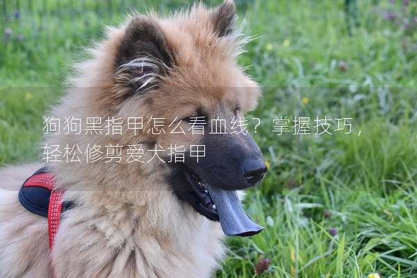 狗狗黑指甲怎么看血线？掌握技巧，轻松修剪爱犬指甲