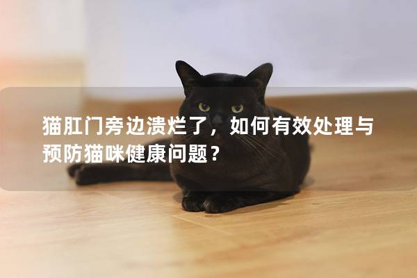 猫肛门旁边溃烂了，如何有效处理与预防猫咪健康问题？