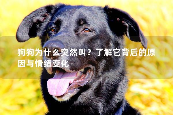 狗狗为什么突然叫？了解它背后的原因与情绪变化
