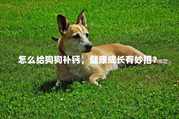 怎么给狗狗补钙，健康成长有妙招？