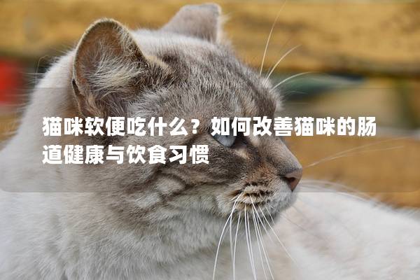 猫咪软便吃什么？如何改善猫咪的肠道健康与饮食习惯