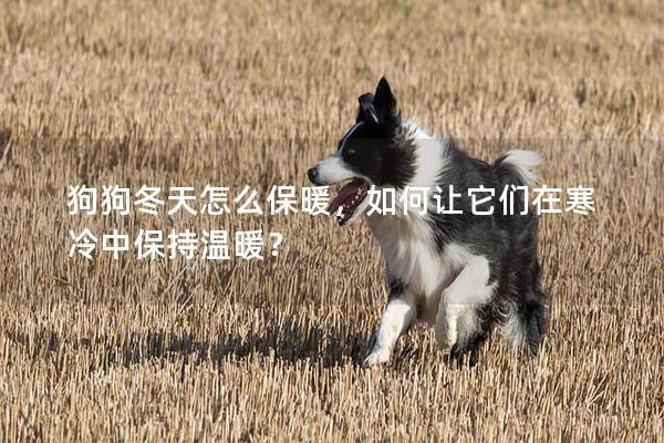 狗狗冬天怎么保暖，如何让它们在寒冷中保持温暖？
