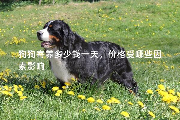 狗狗寄养多少钱一天，价格受哪些因素影响