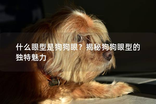 什么眼型是狗狗眼？揭秘狗狗眼型的独特魅力