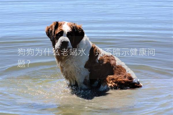 狗狗为什么老喝水，是否暗示健康问题？