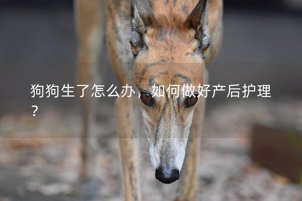 狗狗生了怎么办，如何做好产后护理？