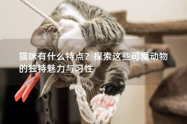 猫咪有什么特点？探索这些可爱动物的独特魅力与习性