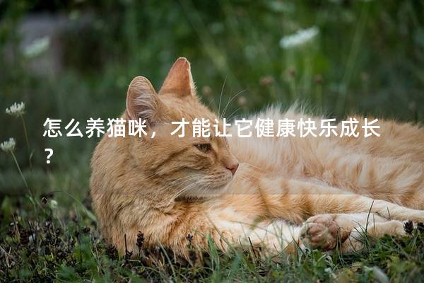 怎么养猫咪，才能让它健康快乐成长？