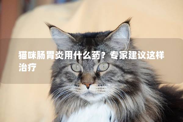 猫咪肠胃炎用什么药？专家建议这样治疗