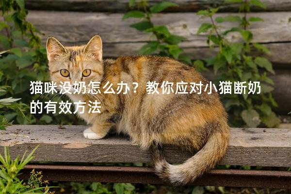 猫咪没奶怎么办？教你应对小猫断奶的有效方法