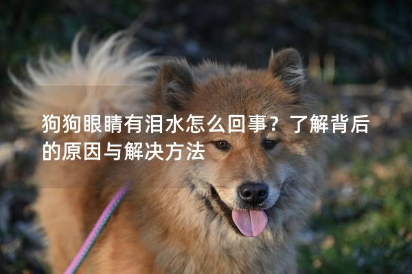 狗狗眼睛有泪水怎么回事？了解背后的原因与解决方法