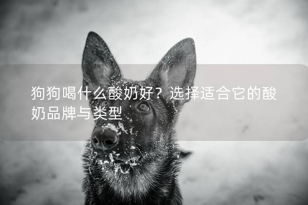 狗狗喝什么酸奶好？选择适合它的酸奶品牌与类型