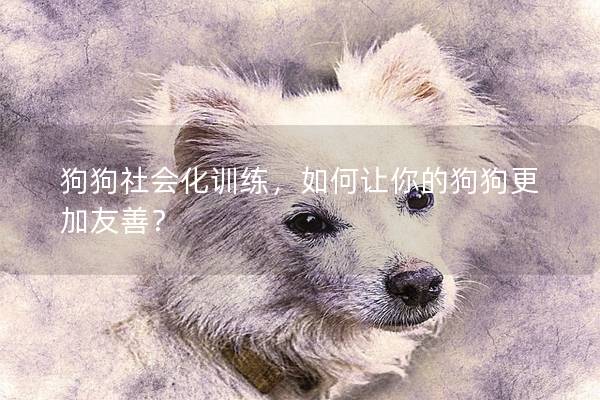 狗狗社会化训练，如何让你的狗狗更加友善？