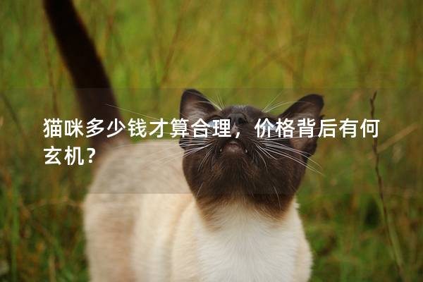猫咪多少钱才算合理，价格背后有何玄机？