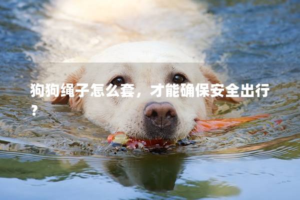 狗狗绳子怎么套，才能确保安全出行？