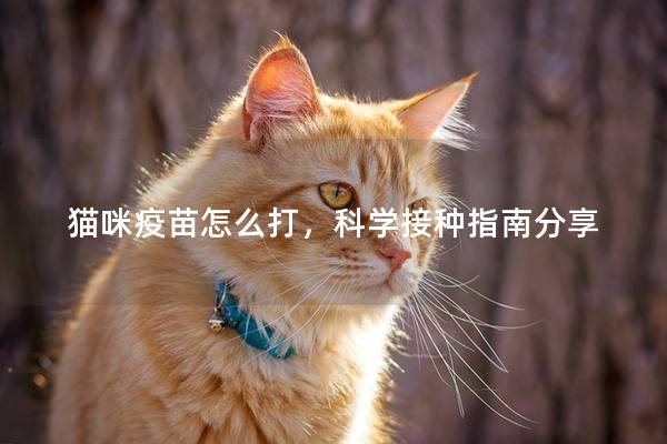 猫咪疫苗怎么打，科学接种指南分享