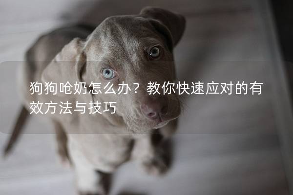 狗狗呛奶怎么办？教你快速应对的有效方法与技巧