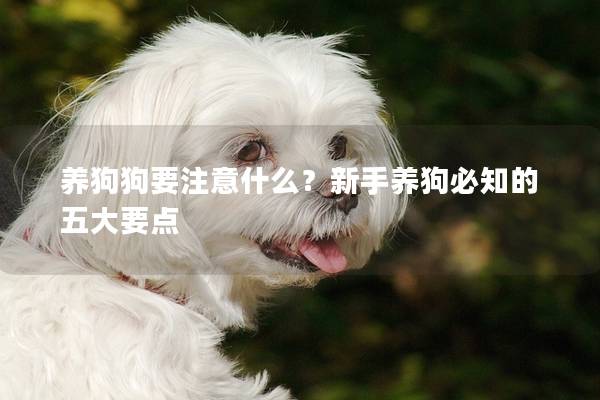 养狗狗要注意什么？新手养狗必知的五大要点