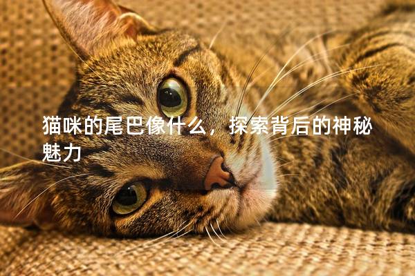 猫咪的尾巴像什么，探索背后的神秘魅力