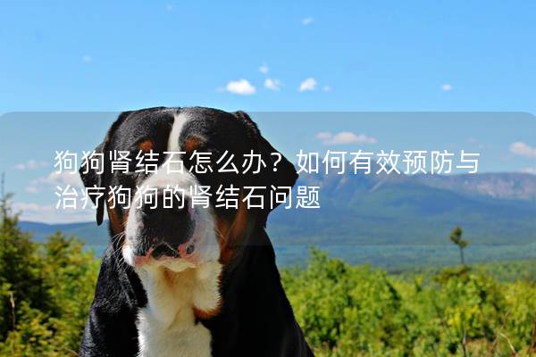 狗狗肾结石怎么办？如何有效预防与治疗狗狗的肾结石问题