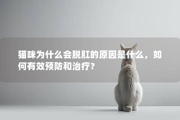 猫咪为什么会脱肛的原因是什么，如何有效预防和治疗？