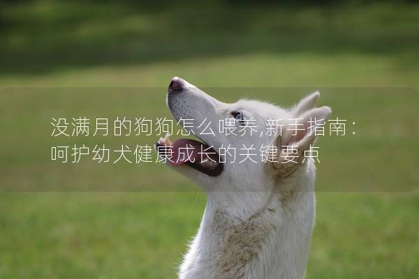没满月的狗狗怎么喂养,新手指南：呵护幼犬健康成长的关键要点