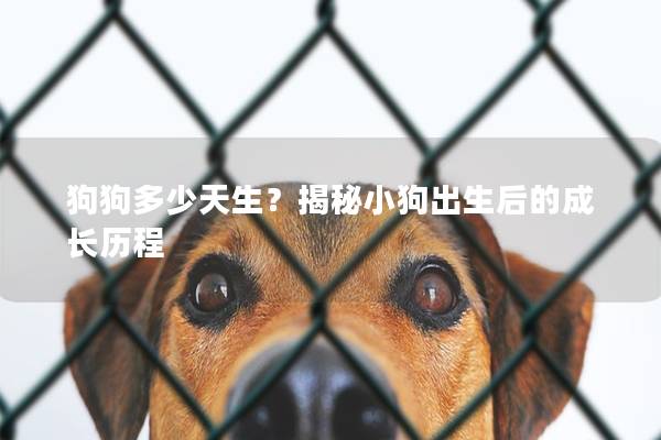 狗狗多少天生？揭秘小狗出生后的成长历程