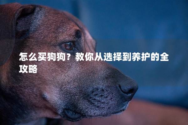怎么买狗狗？教你从选择到养护的全攻略