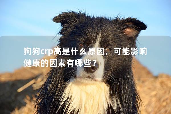 狗狗crp高是什么原因，可能影响健康的因素有哪些？