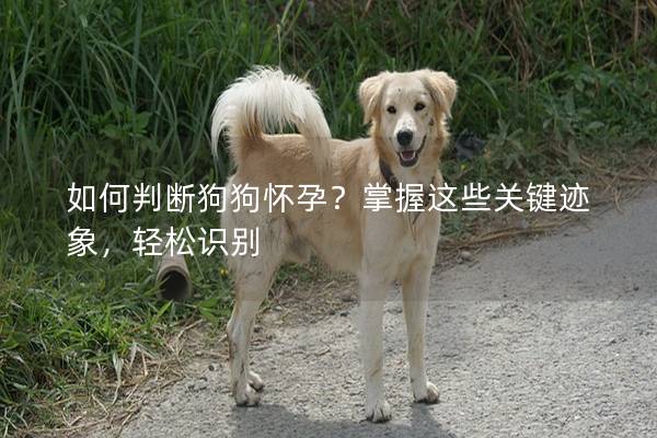 如何判断狗狗怀孕？掌握这些关键迹象，轻松识别