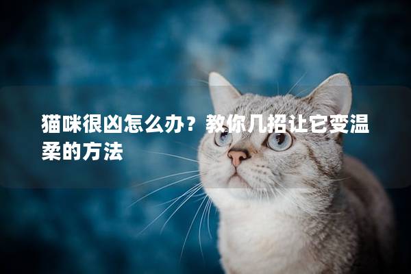 猫咪很凶怎么办？教你几招让它变温柔的方法