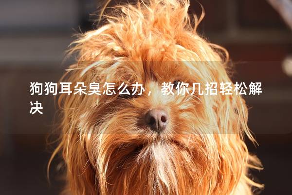 狗狗耳朵臭怎么办，教你几招轻松解决